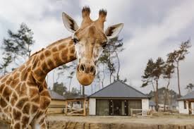 Safaripark-Beekse-Bergen