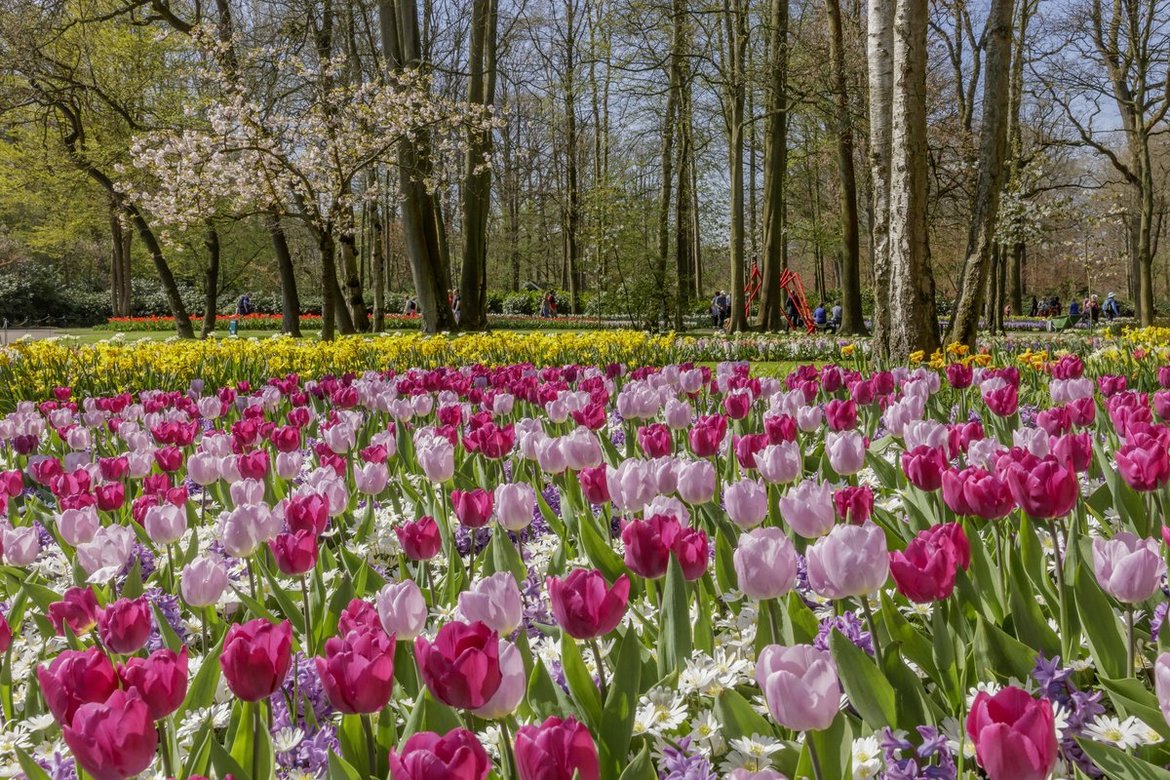 Keukenhof