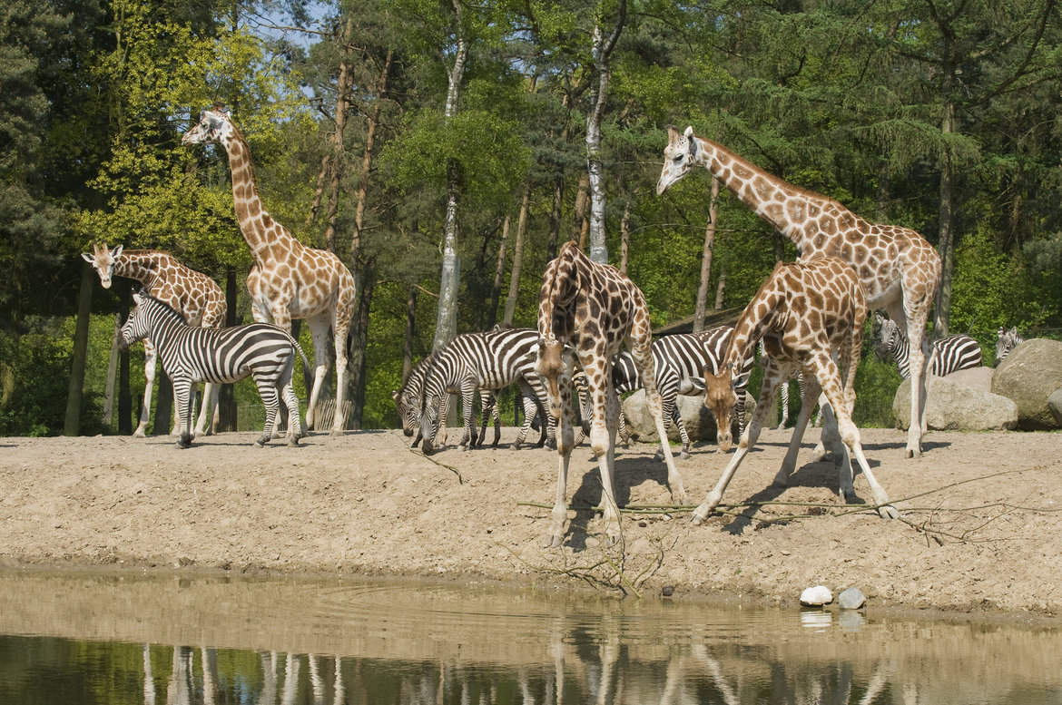 Burgers-Zoo