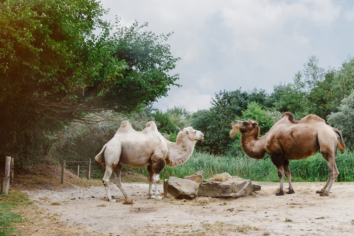 Zooparc-Overloon