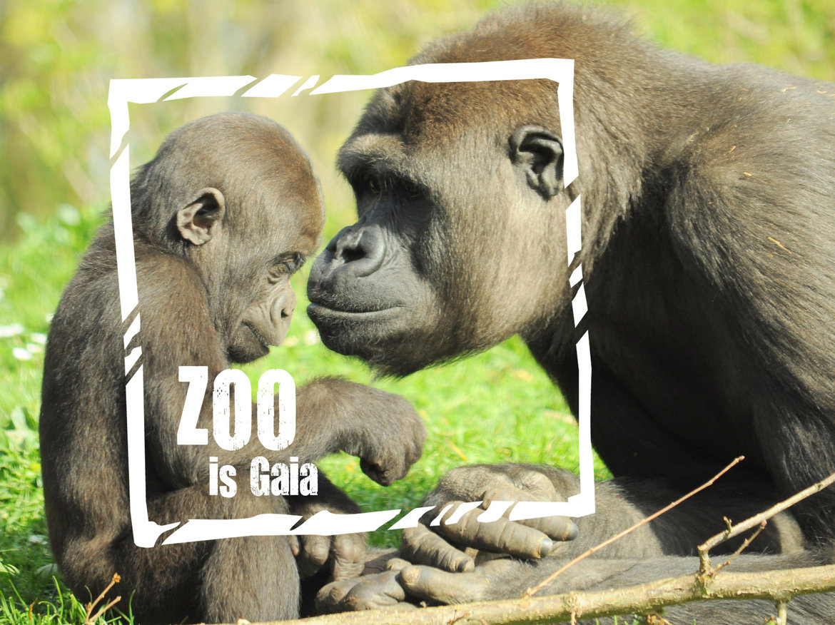 Gaia-Zoo